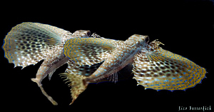 "Double Trouble" ( 2 Flying Gurnards ) by Rico Besserdich 